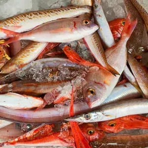 Nombre comercial: Pescado de roca. Estado: Fresco. Lonja: San Carlos de la Rápita (Cataluña). País de origen: España. Zona de captura: FAO 37 mar mediterráneo. Conservación en casa: En la parte más fría de la nevera a una temperatura entre 1ºC y 3ºC o -18ºC en el congelador. Caducidad: 2 días en la nevera y 3 meses en el congelador a partir del dia de su compra. El pescado de roca es ideal para la realización de caldos, fondos y fumets de pescado. También para guisos y zarzuelas.