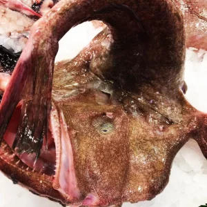 Rape fresco entero capturado en Palamós, ideal para cocinar a la brasa, guisado o alangostado