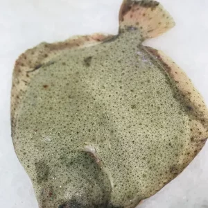 Rodaballo gallego de acuicultura (1,2 kg). Pescado blanco sin espinas, rico en omega 3 y perfecto para grandes comidas. FAO 27.