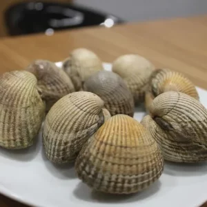 Berberechos de tamaño extra grande XXL de las rías gallegas.