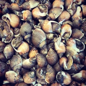 Bígaros frescos de San Carlos de la Rápita con concha en espiral negra.