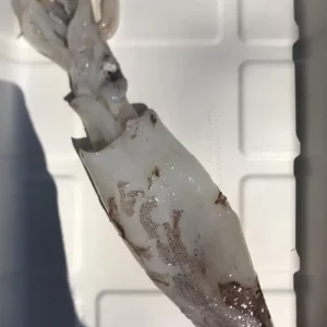 Calamar de playa fresco tamaño pequeño de 180 gramos para cocinar.