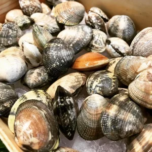 Almejas frescas de la lonja de Cambados, bivalvos gallegos de gran calidad.