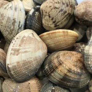 Almejas finas de Carril frescas de Galicia, bivalvos depurados de alta calidad.