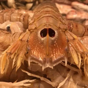 Galeras frescas Squilla mantis capturadas en el Mediterráneo, lonja de San Carlos de la Rápita.