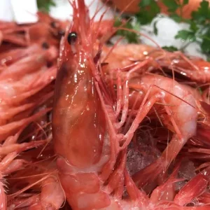 Gambas rojas de Palamós tamaño mediano frescas con su característico color intenso.
