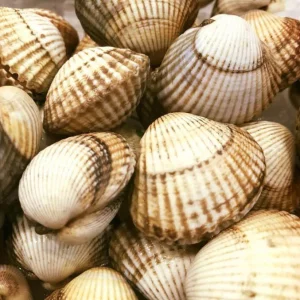 Berberechos gallegos frescos con concha estriada, ricos en hierro y yodo.