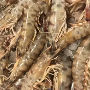 Langostinos frescos de la lonja de San Carlos de la Rápita para banquetes.