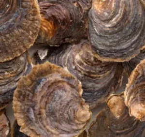 Ostras planas de Cambados (Pontevedra) frescas sobre fondo de hielo.