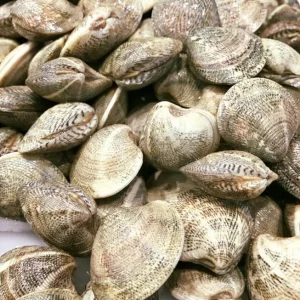 Chirlas gordas frescas y limpias procedentes del Golfo de Cádiz.