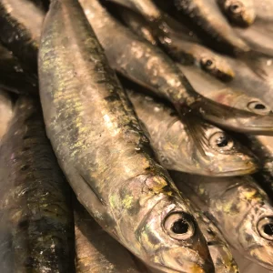 Sardinas frescas medianas capturadas en el Mediterráneo, pescado azul rico en omega 3 ideal para plancha o espeto