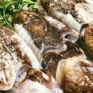 Sepia fresca entera de 450 gramos de la costa de Tarragona (Mediterráneo).