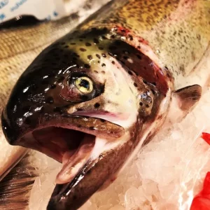 Trucha asalmonada salvaje fresca capturada en los Picos de Europa, pescado rico en omega 3 ideal para horno o plancha