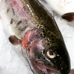 Sardinas frescas medianas capturadas en el Mediterráneo, pescado azul rico en omega 3 ideal para plancha o espeto