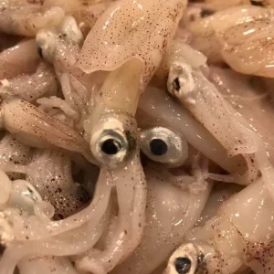 Chipirones frescos de pequeño tamaño de la lonja de Sant Carles de la Ràpita.